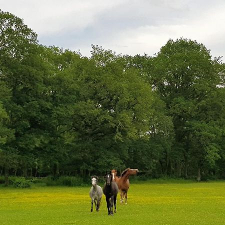 haras du Vignault Le Bûcher Salbris Exterior foto