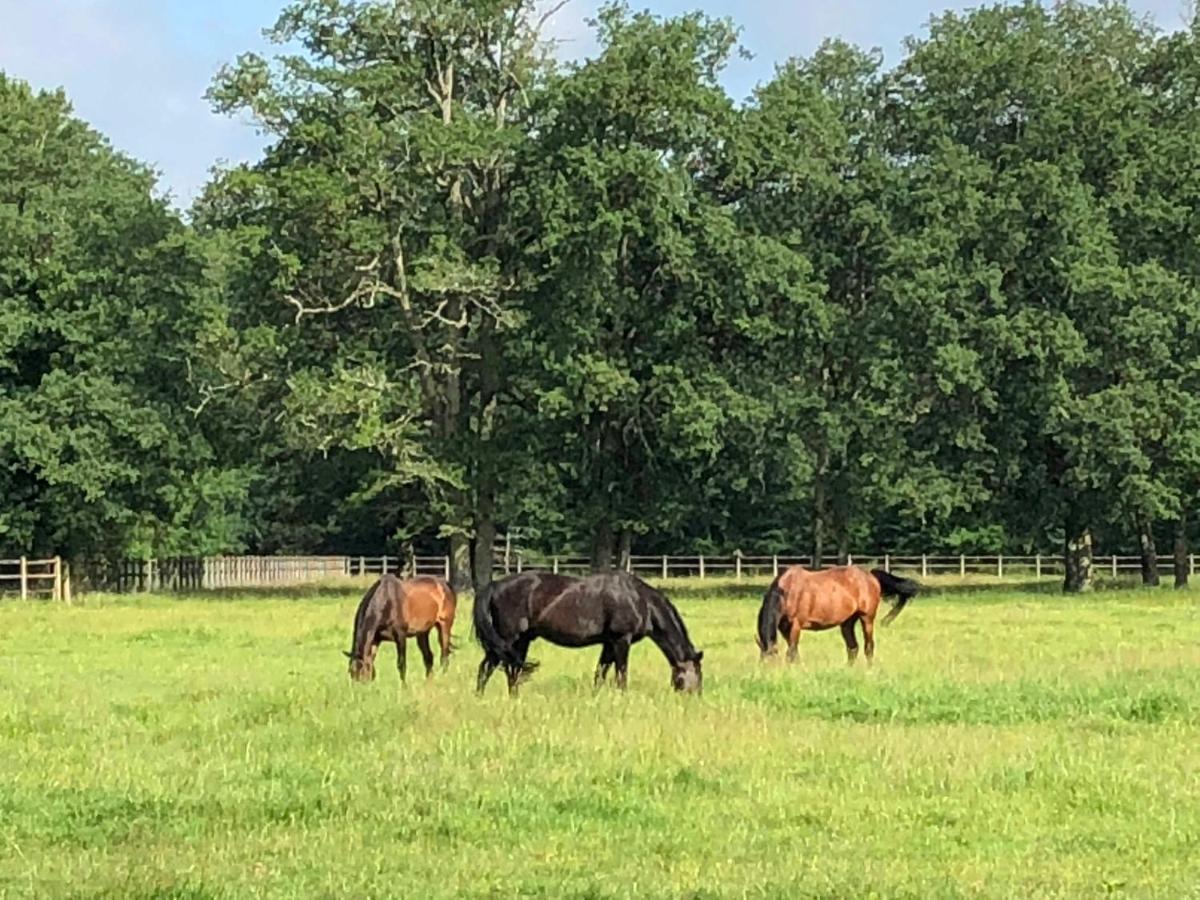 haras du Vignault Le Bûcher Salbris Exterior foto